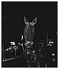 0697.jpg